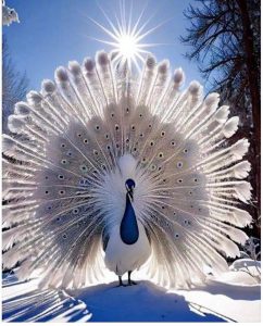 White peacock with dark blue head and neck, fanning tail features and bright sunshine behind the bird