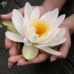 iStock_000000579933Small