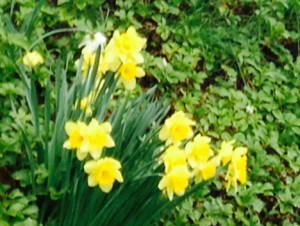 daffidols