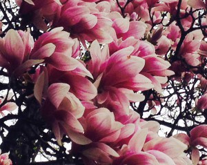 magnolia