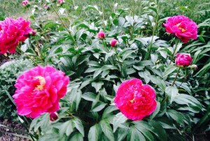 Peony, Beauty in Art