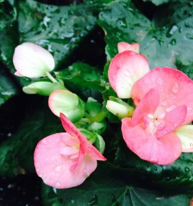 Begonia=Balance Each seeks her/his own balance in order to stabilize herself/himself. Perfect Balance is one of the most important conditions of a growing peace