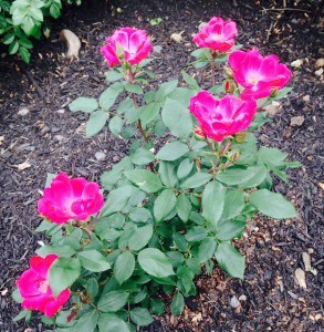 Rose