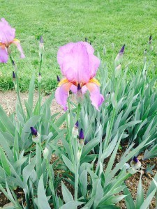 purple iris