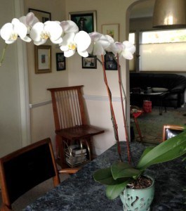 orchids
