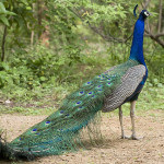 av peacock !!
