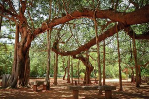 banyong tree