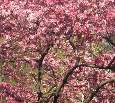 NYC Cherry Blossoms