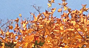 golden-sky-light-exp
