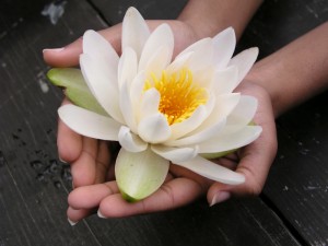 lotus flower in center of a person's palms