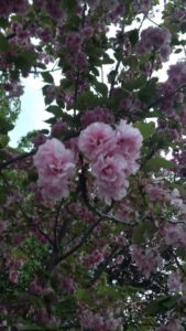 close up of cherry blossoms